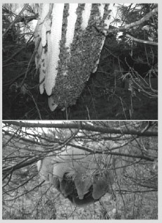 A bee call November 29,2009  40°F  brought Christy Hemenway to Alna to try and help this exposed wild hive. What’s going on here? Picture this:a queen leads a swarm away from the parent hive in June and clusters on a pine tree branch. All of the bees have just gorged themselves on honey and nectar in preparation. This consumption leads to the workers’wax glands going into production.Combine this with days and days of rain which make further scouting for a safe,protected hollow impossible. Workers start building a few cells to store resources.Thequeenstartslaying.Allofasudden,brood is present. The impulse to care for the brood outweighs a genuine need to find better living quarters.They keep building. NOT a promising way to winter in Maine.