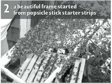 (Photo 2) Popsicle Stick Starter Strips (Photo 2) Popsicle Stick Starter Strips