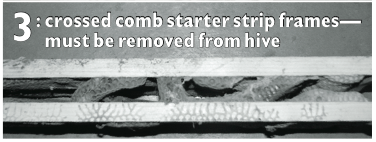 (photo 3) Crossed Comb Stater Strip Frames (photo 3) Crossed Comb Stater Strip Frames