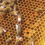 Laying worker eggs in SARE #24