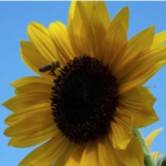 Pollination