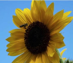 Pollination