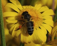 Best Management Practices for Beekeeping Best Management Practices for Beekeeping