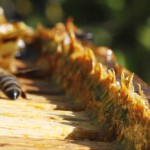 image of propolis from: http://www.beecausepollinationproject.com/blogs/news