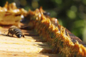 image of propolis from: http://www.beecausepollinationproject.com/blogs/news