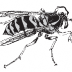 yellow jacket