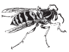yellow jacket
