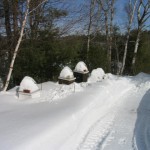 Hives in Snow - Maine