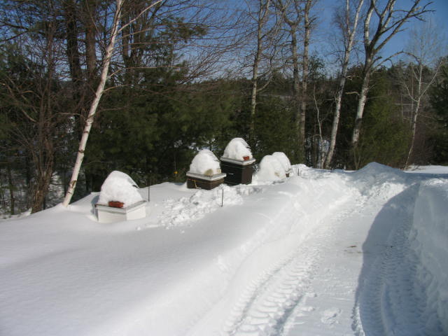 Hives in Snow - Maine