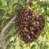 honey-bee-swarm Honey Bee Swarm