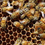 Honeybee with mite