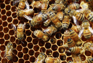Honeybee with mite Honeybee with mite