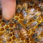 Queen Bee