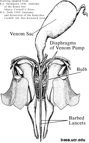 sting-composite Removing bee stings - speed matters, method doesn't