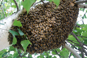 swarm-of-honey-bees Swarming is the natural reproductive behavior of honey bee colonies