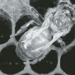 A honeybee found with deformed wing virus and Varroa mites.