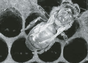 A honeybee found with deformed wing virus and Varroa mites.