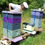 Cumberland Couunty Beekeepers club hives and nuc