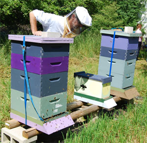 Cumberland Couunty Beekeepers club hives and nuc