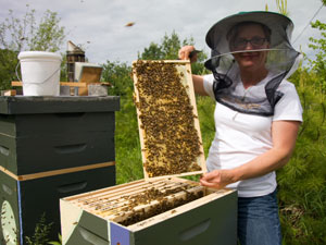 erin-forbes-colony-inspection Erin Forbes, President Maine State Beekeepers Association