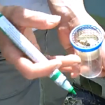 how to mark a queen bee