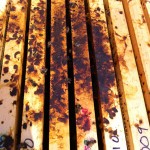 Hive Lost to Nosema