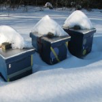 Each colony in this yard has several upper entrances so there is no need to clear snow from the lower entrances.