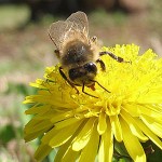 Bee on a dandelion bloom