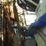 A bee vacuum can be made or purchased; it is very effective, and surprisingly easy on the bees when used correctly