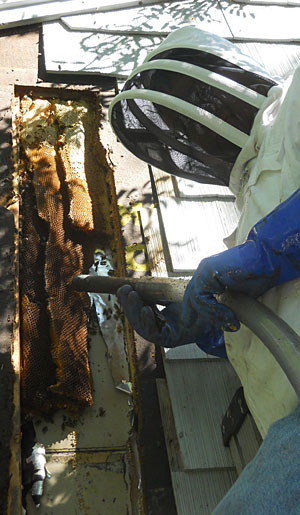 A bee vacuum can be made or purchased; it is very effective, and surprisingly easy on the bees when used correctly A bee vacuum can be made or purchased; it is very effective, and surprisingly easy on the bees when used correctly
