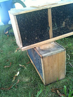 Two packages of bees from the bee vacuum, ready for transport. Two packages of bees from the bee vacuum, ready for transport.