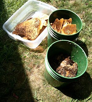 Taking care with cuttingout, storing, and handling the comb is a must to make it available for reuniting with the cut-out colony in your own equipment back home. Taking care with cuttingout, storing, and handling the comb is a must to make it available for reuniting with the cut-out colony in your own equipment back home.