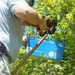 Carefully trimming the swarm-occupied branch into a box