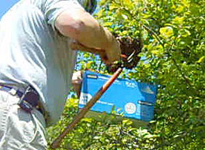Carefully trimming the swarm-occupied branch into a box Carefully trimming the swarm-occupied branch into a box