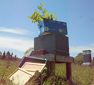 Getting ready to shake the bees from the box Getting ready to shake the bees from the box