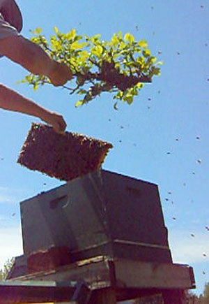 Branch and bait comb moving into new home Branch and bait comb moving into new home