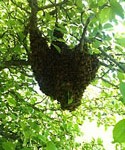 Swarm Catching: A Fun [Club] Opportunity?