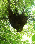 Swarm Catching: A Fun [Club] Opportunity?