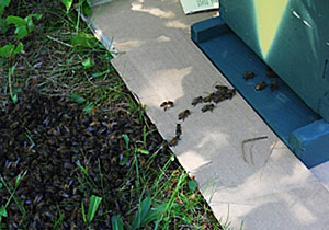 A swarm on the ground will march into their new home with a little coaching. A swarm on the ground will march into their new home with a little coaching.