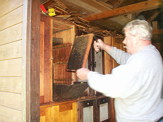The beekeeper, with smoker and tools, selects a hive, and inspects a single frame at a time. (Note the fancy metal debris catcher fitted to the bottom edge of the opened bee box.) Choosing a prime bee-foraging day when most of the field force is out is very helpful! The beekeeper, with smoker and tools, selects a hive, and inspects a single frame at a time. (Note the fancy metal debris catcher fitted to the bottom edge of the opened bee box.) Choosing a prime bee-foraging day when most of the field force is out is very helpful!