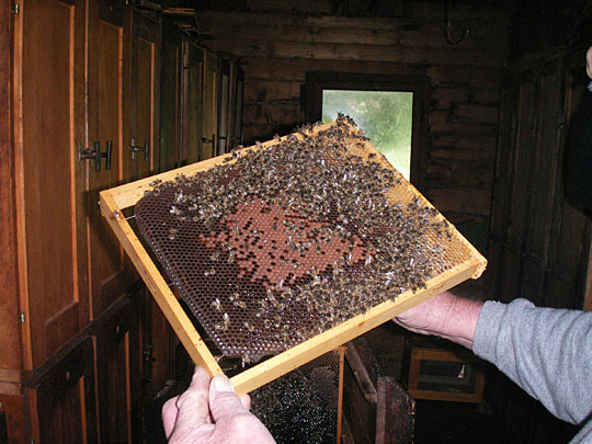 The bees are cozied-up for colder months with insulating blankets wrapped around the vacant areas in the file-cabinet-styled hive enclosures. The bees are cozied-up for colder months with insulating blankets wrapped around the vacant areas in the file-cabinet-styled hive enclosures.