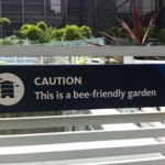 Bee-Friendly Garden (Seen in London)