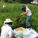 Gathering a Swarm of Honey Bees