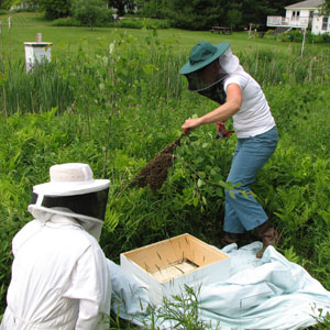 gathering-honey-bee-swarm Gathering a Swarm of Honey Bees