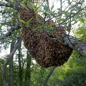 Honey Bee Swarm in Tree in Maine Honey Bee Swarm in Tree in Maine