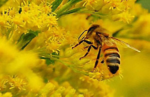 Honey Bee Pollinating Honey Bee Pollinating
