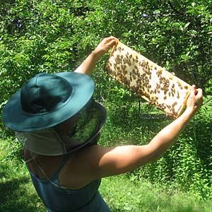 honey-ready-to-be-harvested Harvest honey at the end of July or when the honey flow slows.