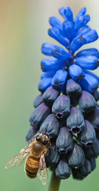 Information about how plants are grown is often difficult or impossible to obtain