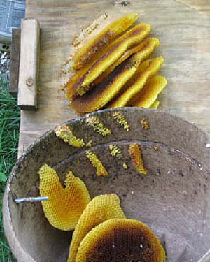 The remnants of a undetected colony who had moved into a swarm trap last season The remnants of a undetected colony who had moved into a swarm trap last season