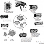 Varroa Destructor - Adapted from illustration by B. Alexander